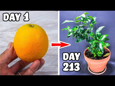 Growing orange tree from seed time lapse (213 days)