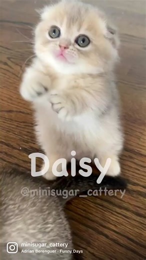 Adorable Daisy: A Scottish Fold Munchkin Kitten