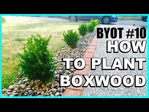 DIY Boxwood Appeal : HOW TO PLANT SHRUBS