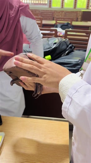 Understanding Liver Health for Medical Students