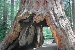 California’s Iconic ‘Drive-Thru’ Tree Succumbs to Storm