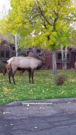 2.5M views · 25K reactions | Estes Park alarm clock. #bullelk #elk #fallseason #fall #autumn #coloradoadventures #Colorado #estesparkcolorado #estespark #elkbugle | Colorado Adventures | Facebook