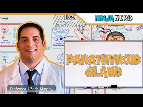 Endocrinology | Parathyroid Gland | Calcitonin
