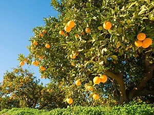 How to Grow, Prune And Care For An Orange Tree - Bunnings New Zealand