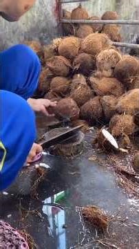 Do you know how pure coconut oil is really made? 🌴✨#coconutoil #shorts #farming