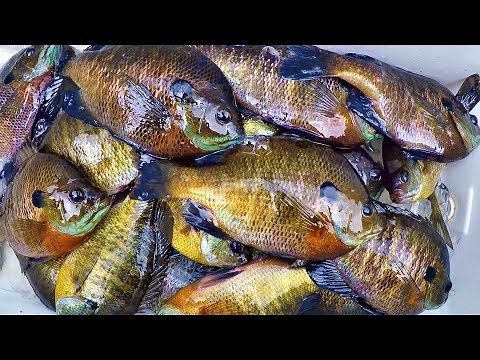 Easy Way To Catch Bluegill For Dinner