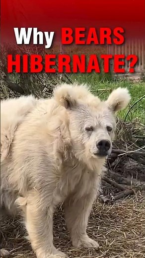 The Truth About Hibernation!