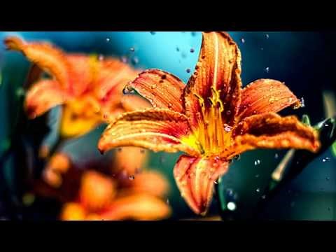 Rondo Veneziano - Armonie