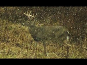 11 POINT BUCK DOWN! Deer Hunting 2019 - Browning 25-06 - Pennsylvania Rifle Season - Boozer