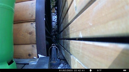 TTOCS Pest Control recently seen this large male rat moving between neighbouring properties. Caught on camera just 24 hours earlier, this clever rodent didn’t get far — it soon met its match with our Black Cat Trap 🐀💥 This is a great reminder that when one property has rodent activity, it can quickly spread next door. We will now be carrying out further rodent proofing and close monitoring to make sure this problem doesn’t return. If you’ve noticed signs of rats or mice around your home or bus