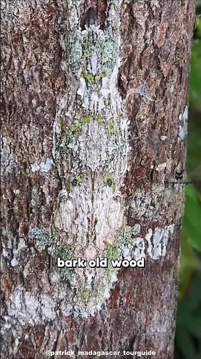 The INVISIBLE MASTER of Tree Camouflage | Mossy Leaf Tailed Gecko #animalfacts
