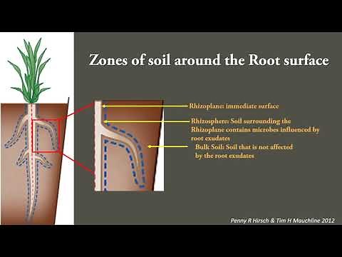 Plant Microbe interactions in the rhizosphere