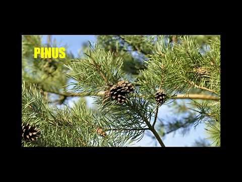 Morphology of Pinus