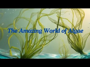 🌊 The Amazing World of Algae: Types and Classifications Explained 🌿
