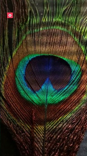 Mesmerizing Peacocks: The Magic of Iridescent Feathers! 🦚✨ | Fun Nature Facts for Kids