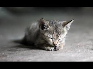 2014 Personality Lecture 17: Agreeableness and gender differences