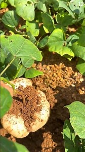 Petani cerdas mencabut bengkuang jumbo menggunakan tangan kosong #shorts