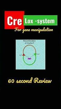Cre-lox system - gene manipulation/ genetic Recombination