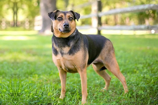 German Shepherd Hound Mix: Info, Pictures, Facts & More