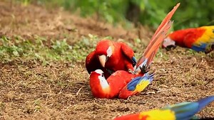 The scarlet macaw is a large red, yellow, and blue Central and South American #parrot, a member of a large group of Neotropical parrots called macaws. It is native to humid evergreen forests of tropical Central and South America. | Wild About Nature