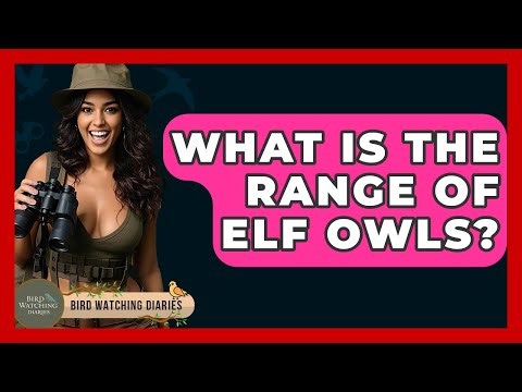 What Is The Range Of Elf Owls? - Bird Watching Diaries
