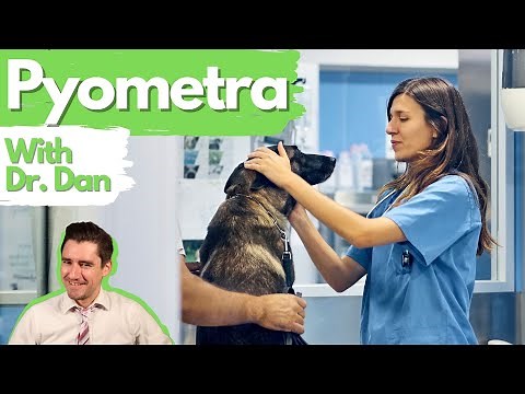 Dog pyometra infected uterus. Dr. Dan explains.