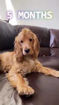 Golden Cocker Spaniel - From Puppy to Dog Transformation (From 8 Weeks to 1 Year)