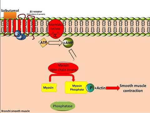 Salbutamol (Ventolin): Mechanism of Action