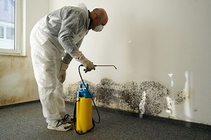 What to Expect During Mold Remediation (And When Do You Need It?) - The Clever Homeowner