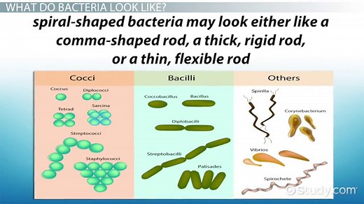 Bacteria Lesson for Kids: Definition, Facts & Types