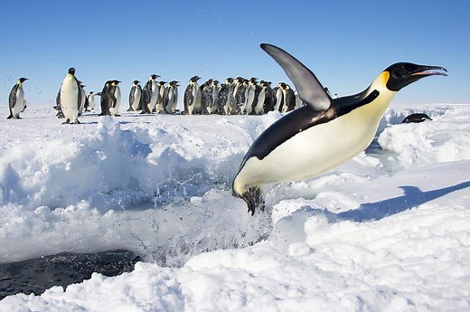 Emperor Penguin Size Comparison: Just How Big and Tall Do They Get?