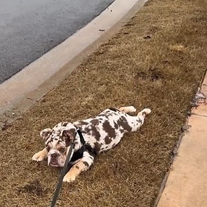 The LAZIEST Dogs in the world are right here | Pets Lab