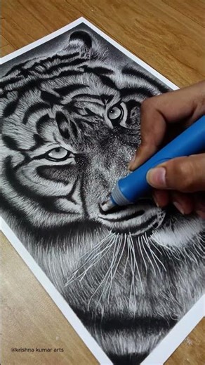 Drawing Realistic Tiger sketch
