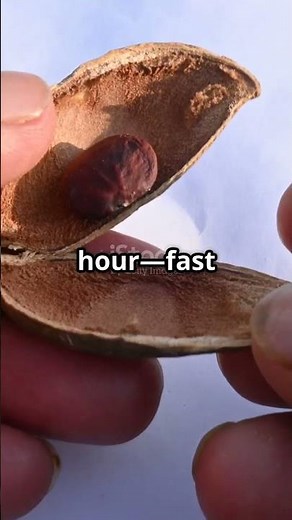 This Tree Has EXPLODING SEEDS! #naturefacts #facts #interestingfacts #tree #nature #forest #wildlife