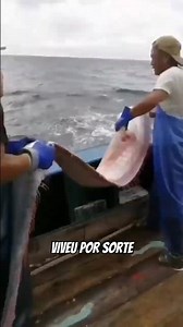 Animais que só estão VIVOS por Pura SORTE #bicho #animais #curioso