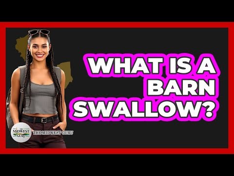 What Is A Barn Swallow?