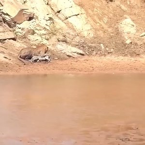 46K views · 266 reactions | -Honoring the majestic beauty of wildlife | Bolivia Gastronomica Sucre | Facebook