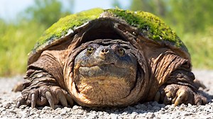 Chonkosaurus, the giant snapping turtle, is a sensation