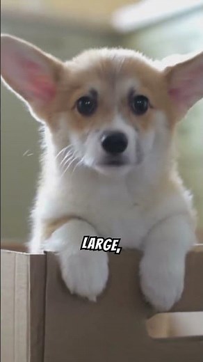 Meet The Pembroke Welsh Corgi