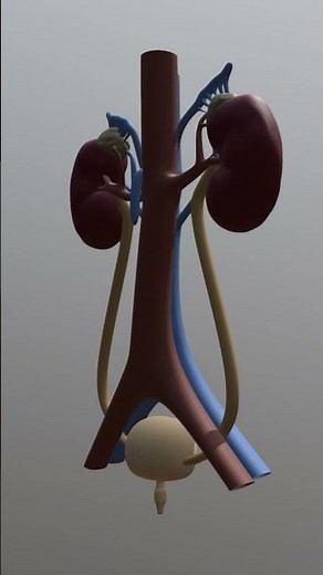 Urinary System or Renal System Introduction