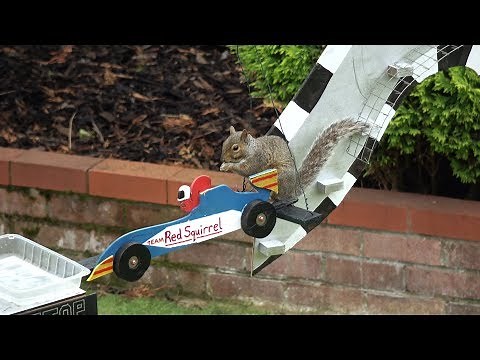 Amazing Squirrel Grand Prix Furmula 1 Obstacle Course