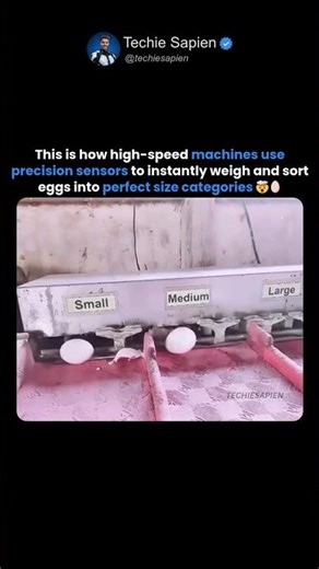 This Is How Eggs Are Sorted in Factories 🥚⚙️