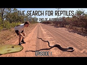 THE SEARCH: FOR REPTILES IN THE TOP END OF AUSTRALIA | EPISODE 1 OLIVE PYTHON