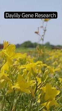 Scientists Discover How to Extend Dylily Bloom Life Through Gene Editing