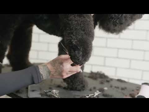 How to Trim Long Column Legs for Clean Pet Trim