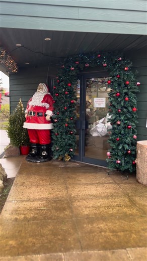 Santa has made himself right at home at The Pine Cone Cafe! 🎅 Our Christmas entrance is ready to welcome you in for festive feels, giant hot chocolates, and all the sparkle of the seasons! 🌟 The countdown has officially begun for our Christmas tree shed opening. Just 16 days to go 🥳 | The Pine Cone Cafe