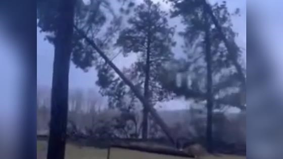 Storm causes trees to fall like dominoes