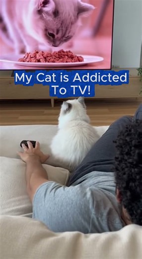 Don’t Change The Channel — Cat Addicted To Watching TV!