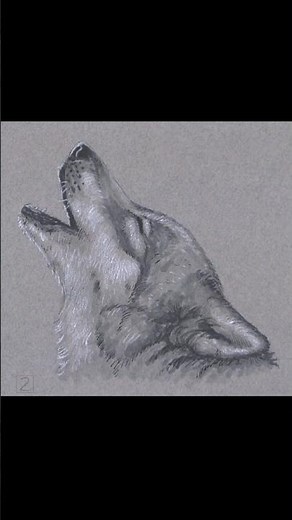 Wolf Howling Sketch (Pen and Markers) #drawing #art