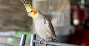 Canary vs Parakeet: What’s the Difference?